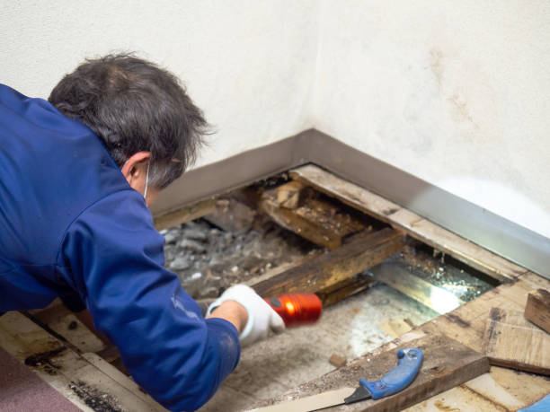 Best Toxic Mold Removal  in Timonium, MD