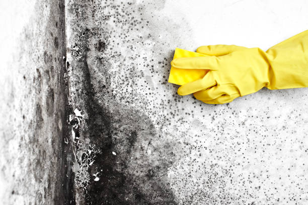 Best Mold Remediation Experts  in Timonium, MD