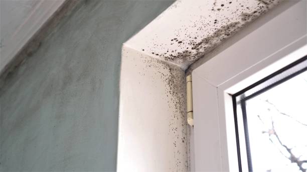 Best Fast Mold Removal  in Timonium, MD