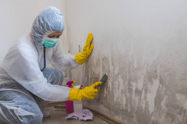 Best Professional Mold Removal  in Timonium, MD