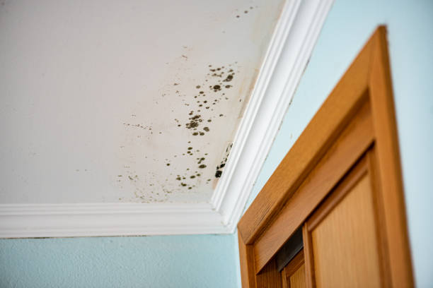 Best Mold Testing  in Timonium, MD