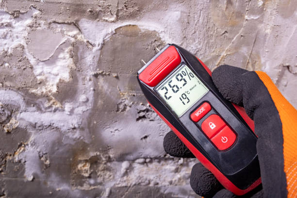 Best Mold Removal Company Near Me  in Timonium, MD
