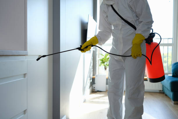 Best Affordable Mold Removal  in Timonium, MD