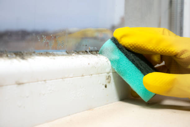 Best Emergency Mold Removal  in Timonium, MD