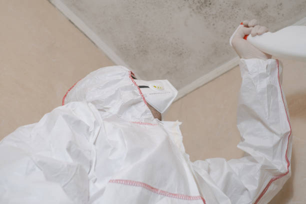 Mold Removal and Inspection in Timonium, MD