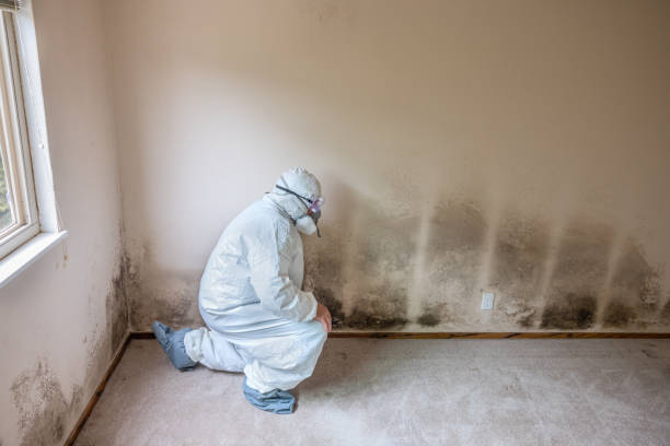 Best Attic Mold Removal  in Timonium, MD