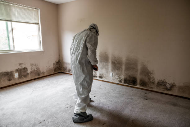 Timonium, MD Mold Removal Company